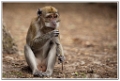 macaque (2)